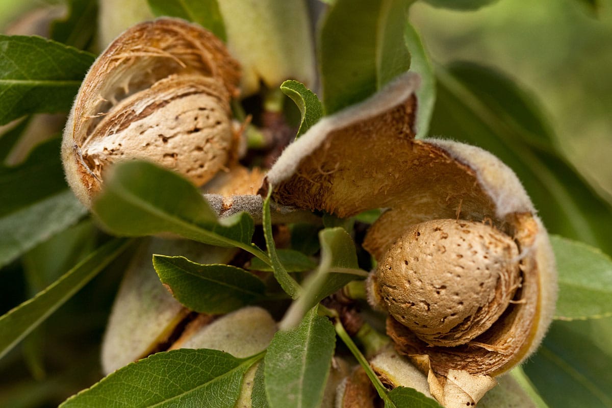 Close-up image of almond blooming