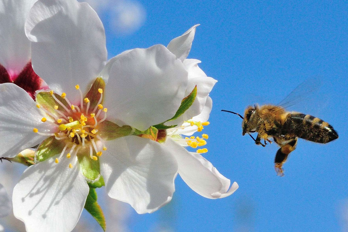A bee near a white almond bloom