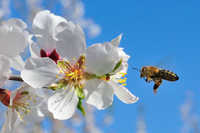 bee approaching white almond bloom