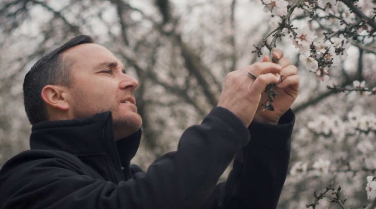 man checking blooms on almond tree