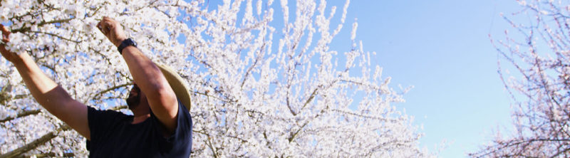 man examining blooms on almond tree